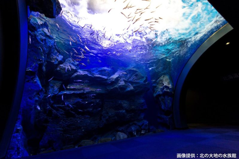 北海道の水族館、ボタンに書かれた“10文字”に衝撃　「連打したくなる」興味示す人続出