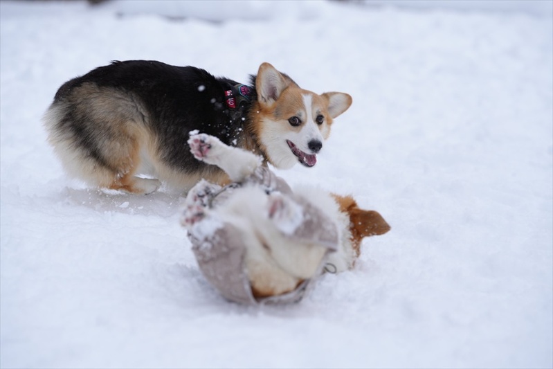 雪の上ではっけよ～い！相撲をとるコーギーたちに反響「かわいいが過ぎてたらない」「コーギー相撲2月場所」