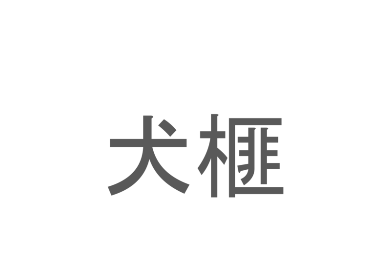 【読めたらスゴイ！】「犬榧」とは一体何のこと！？細長い形の葉が特徴的な植物ですが・・・この漢字を読めますか？