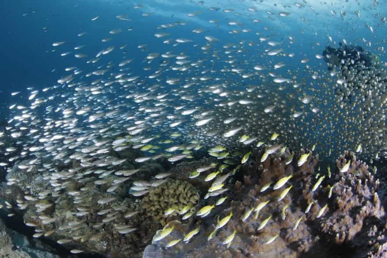 【鹿児島県・奄美大島】ダイバー必見！2022年秋、全国各地のガイドたちが薦める海はここだ！ 連載No.13