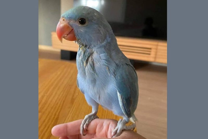 イタズラがバレたインコたち　飼い主から怒られたときの“スン…”動画に爆笑