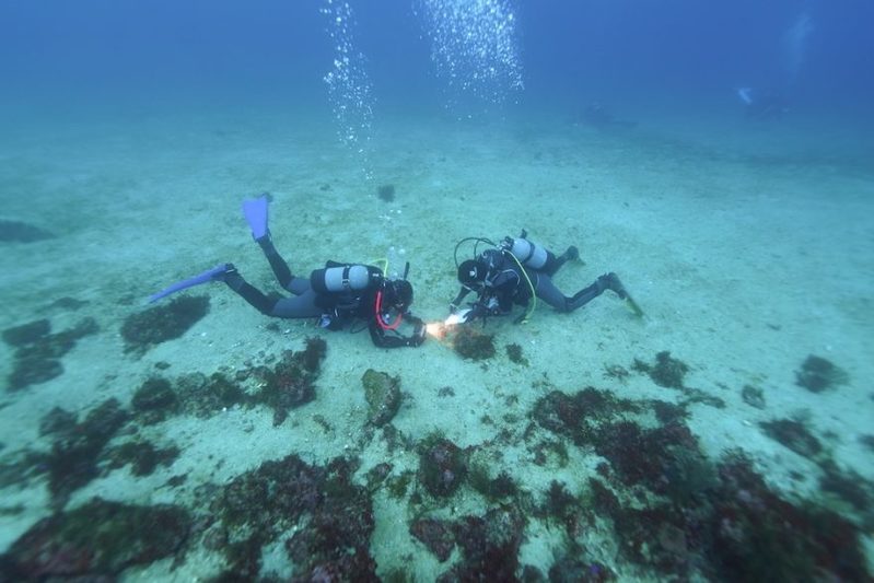 海牛杯開催中！オーシャナ編集部が挑戦してみたらこんなにたくさんのウミウシが…！