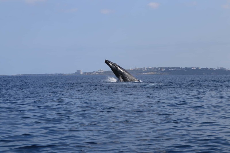 ザトウクジラの個体数は増えている?減っている? ホエールウォッチング・スイムの与える影響とは