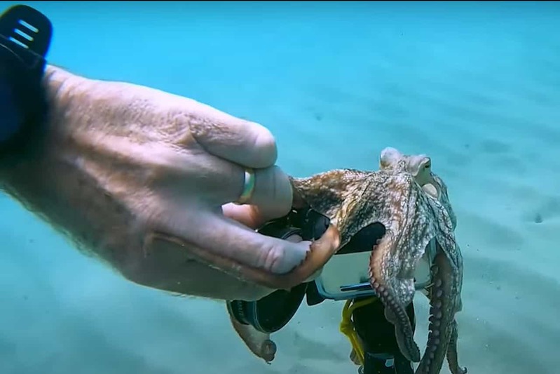 海底に置かれたカメラ。これが気に入ったのか、タコが「これは自分のものだ！」とばかりにギュッとカメラのことを抱きしめてしまいました！！