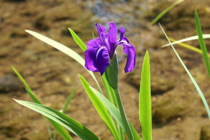 【読めたらスゴイ！】「杜若」とは一体何のこと！？高貴・思慕といった花言葉のある植物ですが・・、この漢字を読めますか？