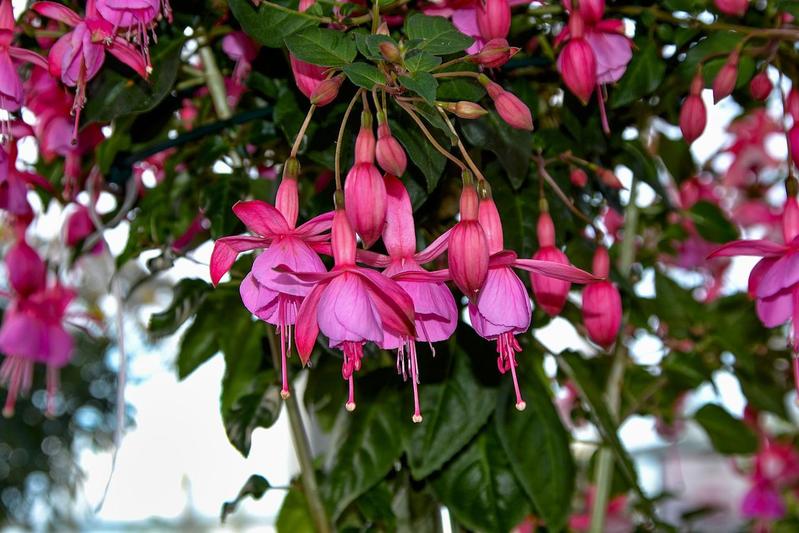貴婦人のイヤリングともいわれる「フクシア」、その花言葉は?