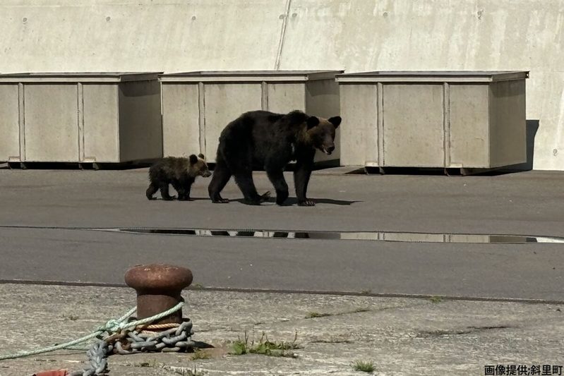 北海道、ヒグマを駆除したハンターに苦情殺到　役場が明かす「クレーム内容」に耳を疑う