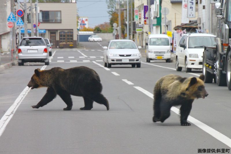 北海道、ヒグマを駆除したハンターに苦情殺到　役場が明かす「クレーム内容」に耳を疑う