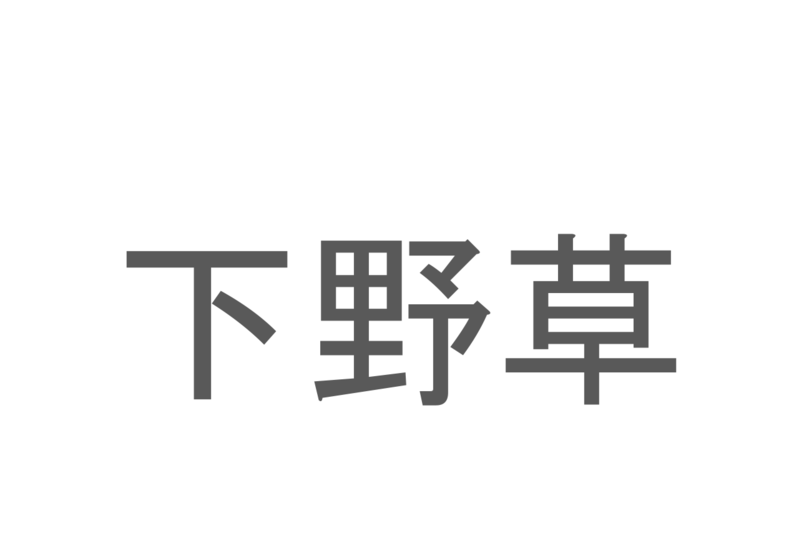 【読めたらスゴイ！】「下野草」とは一体何のこと！？園芸品種もある花の名前ですが・・・この漢字を読めますか？