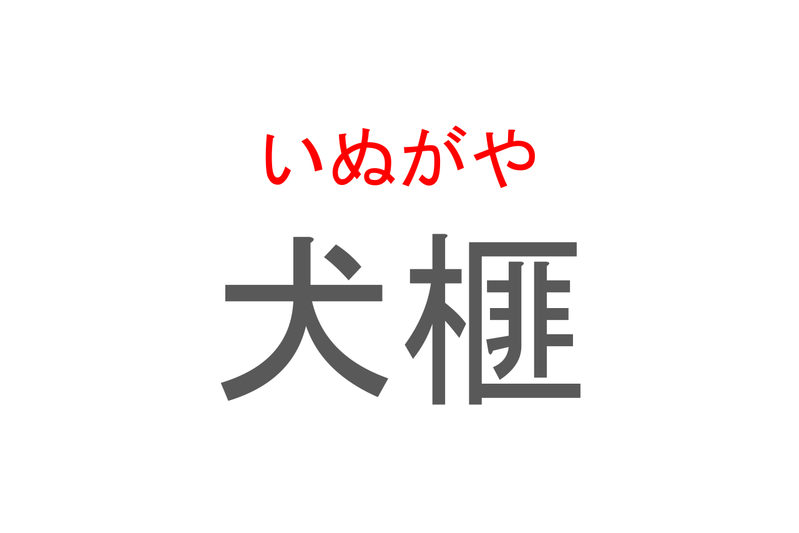 【読めたらスゴイ！】「犬榧」とは一体何のこと！？細長い形の葉が特徴的な植物ですが・・・この漢字を読めますか？