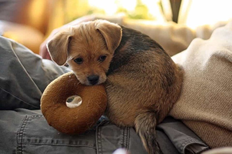 犬小屋DIY！愛犬にオシャレな犬小屋を手作りしましょう！