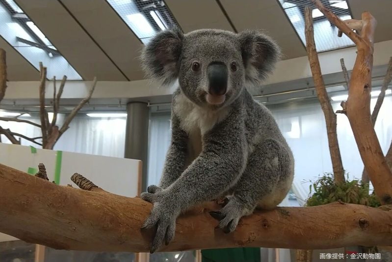 横浜で発見された間違い探し、あまりにレベルが高すぎる…　「隠れた秘密」に称賛の嵐