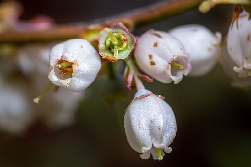 「ブルーベリー」の旬はいつ?開花時期や花言葉は?
