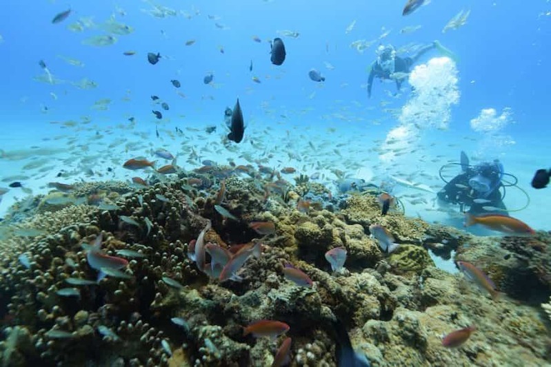 【鹿児島県・奄美大島】ダイバー必見！2022年秋、全国各地のガイドたちが薦める海はここだ！ 連載No.13