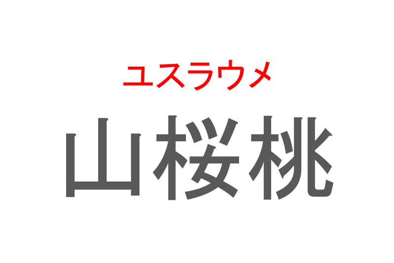 【読めたらスゴイ！】「山桜桃」とは一体何のこと！？桜や桃に似た花を咲かせる植物ですが・・・この漢字を読めますか？