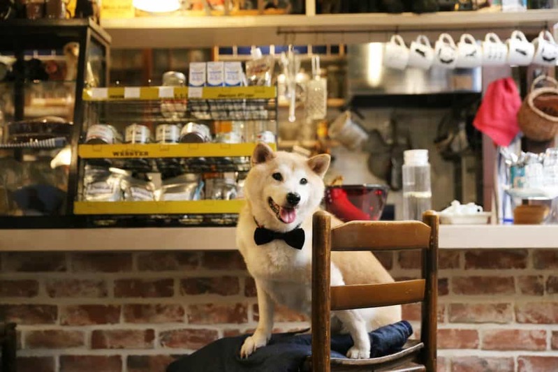 【関西版】ペット飼育者に人気のおでかけスポット一覧！大阪府・京都府・兵庫県・滋賀県・奈良県・和歌山県