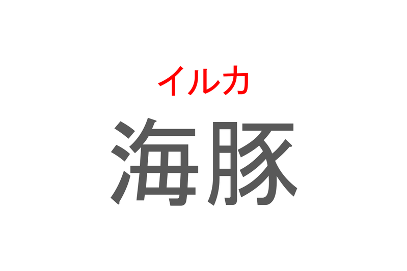 【読めたらスゴイ！】「海豚」とは一体何のこと！？とても賢い水族館の人気者ですが・・・この漢字を読めますか？