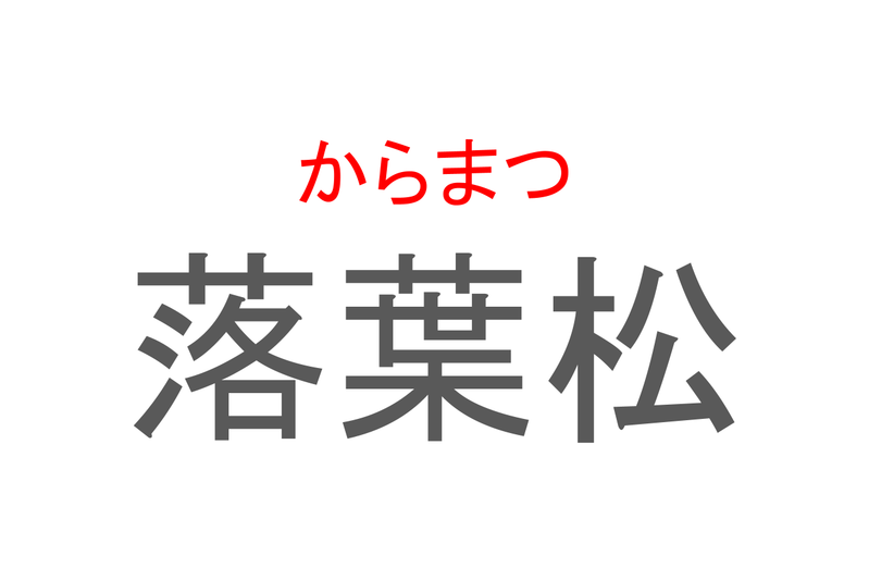 【読めたらスゴイ！】「落葉松」とは一体何のこと！？紅葉シーズンに美しい黄葉を見せてくれる木ですが・・・この漢字を読めますか？