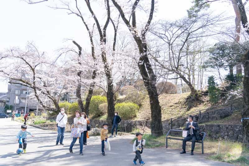 【2022年・開花情報！】富士森公園の桜が見ごろを迎えています!!