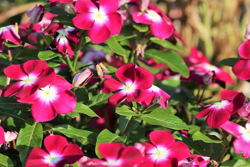 ニチニチソウの花言葉は?その名前の由来は花の咲く様子にあった