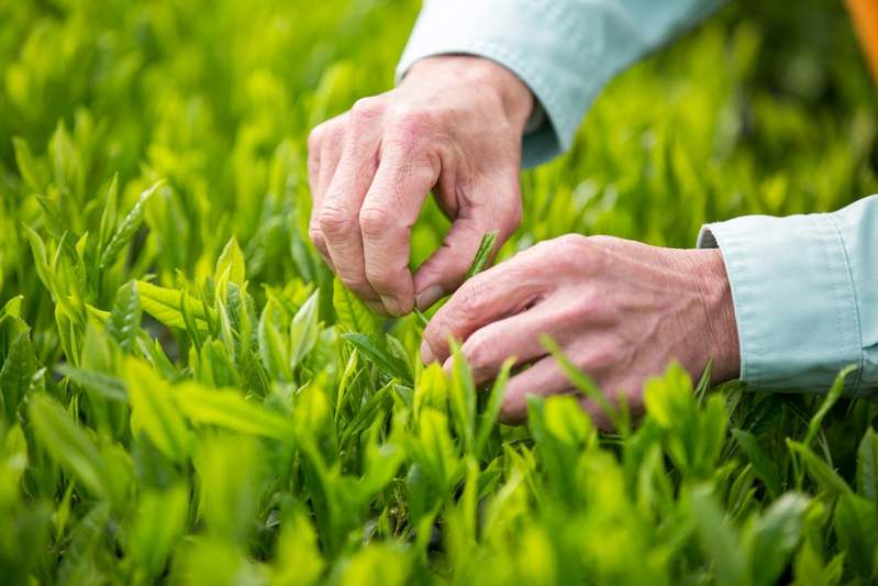 シーガイア×新緑園 宮崎県の新茶を味わうコラボイベント開催!みやざき新茶マリアージュ 緑茶スイーツ・パン・イタリアンメニューがシェラトンに登場!