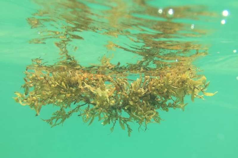 実はジンベエザメは海藻も食べていた！「世界最大の雑食動物」に認定