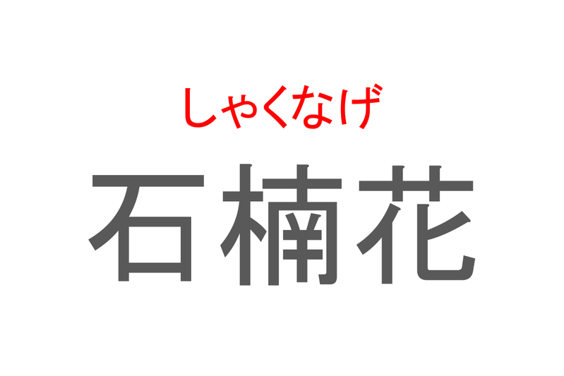 【読めたらスゴイ！】「石楠花」とは一体何のこと！？赤い大輪な花を咲かせる植物の事ですが・・この漢字を読めますか？