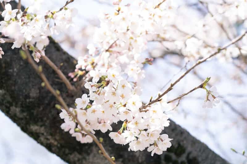 【2022年・開花情報！】富士森公園の桜が見ごろを迎えています!!