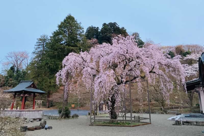 ついに開花!?美しいしだれ桜のライトアップ！恩方『心源院』で4月開催！