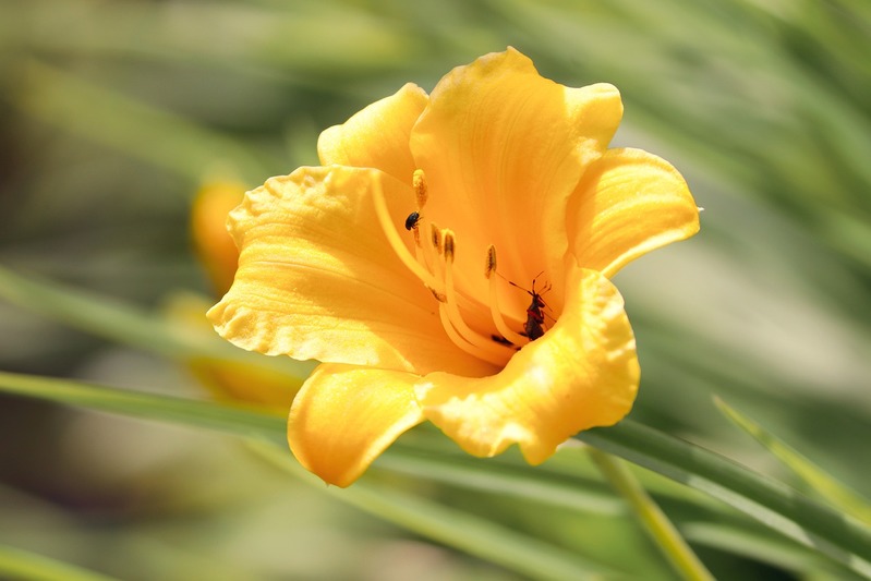 「フリージア」の色によって変わる花言葉をご紹介！似ている花が多いので別名もたくさん！