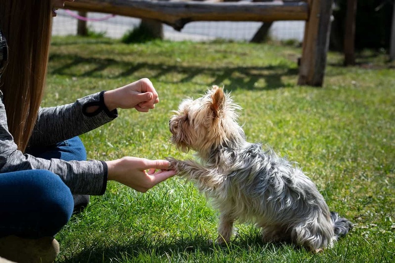 犬にはなぜ「肉球」があるの？意外と重要な役目のある肉球の秘密とは！！