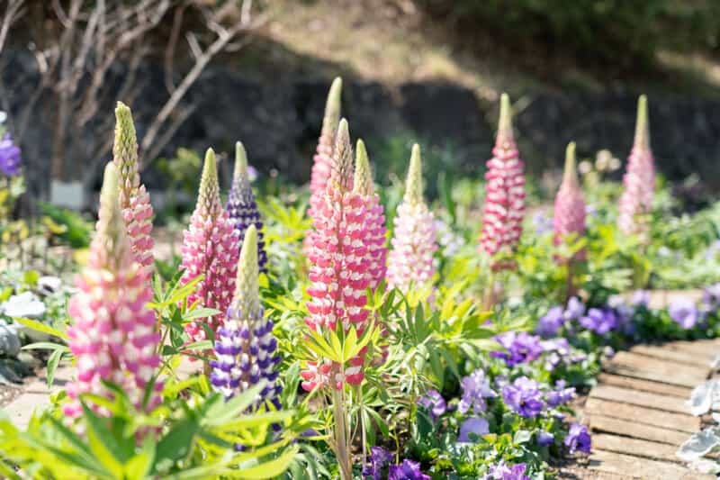 【2022年・開花情報！】富士森公園の桜が見ごろを迎えています!!