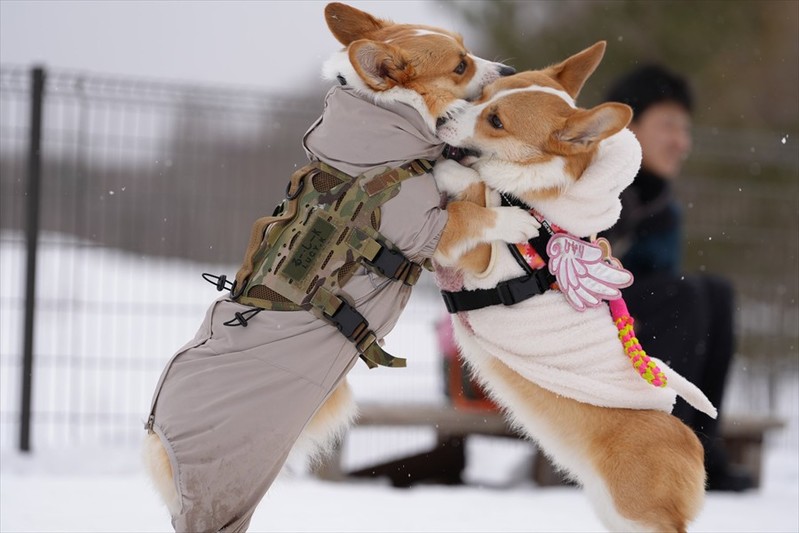 雪の上ではっけよ～い！相撲をとるコーギーたちに反響「かわいいが過ぎてたらない」「コーギー相撲2月場所」