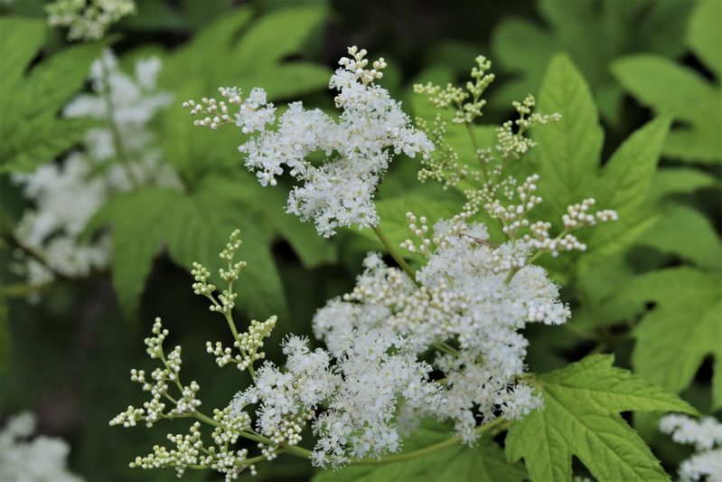 【読めたらスゴイ！】「下野草」とは一体何のこと！？園芸品種もある花の名前ですが・・・この漢字を読めますか？