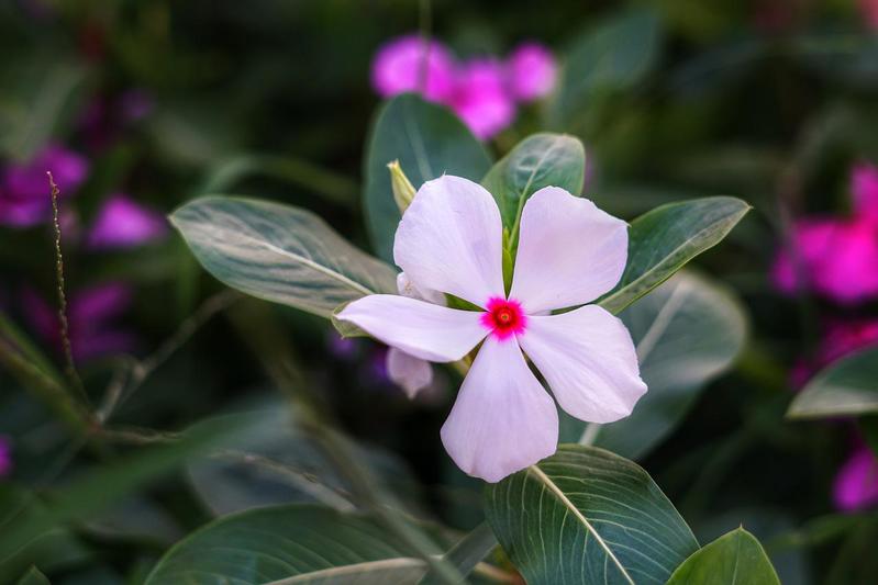 ニチニチソウの花言葉は?その名前の由来は花の咲く様子にあった