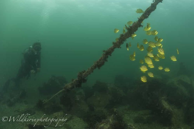 神奈川・三浦のセルフダイビングコースの見どころ -フォト派向け！ナビがしやすい海-