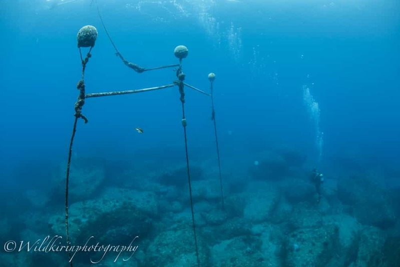 西伊豆・雲見のセルフダイビングコースと見どころ-壮大な地形を豊富なコース取りで楽しむ-