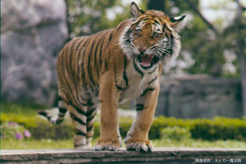 タイガー魔法瓶、55年前に社内で飼っていた動物に驚き　若手社員も「実話だったとは…」