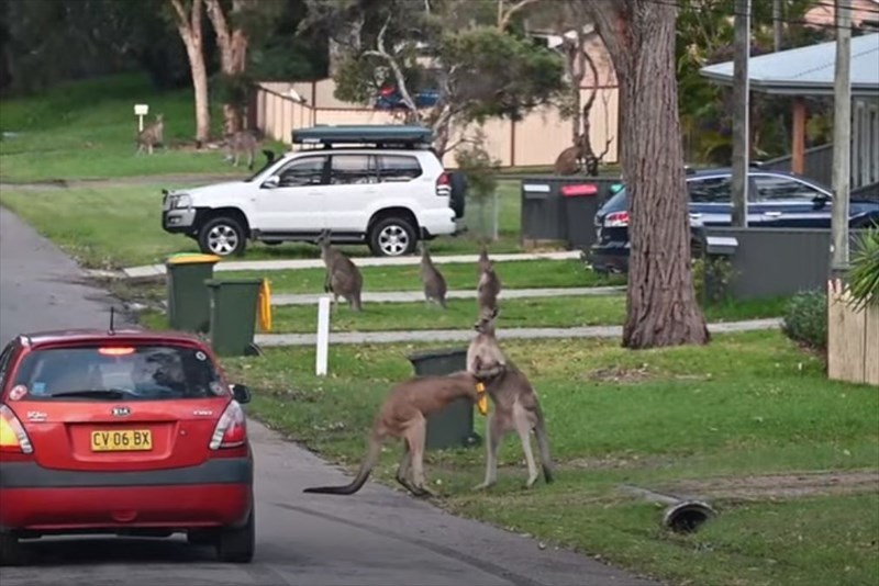 近くで観戦されるのは嫌だった？取っ組み合いをしていたカンガルー。そばに車が停まると・・・、白熱の戦いを停止してしまいました