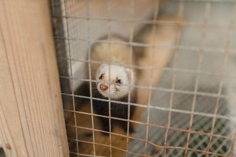 イタチをペットに！フェレットなどの飼いやすい種類や飼い方のポイントをご紹介！