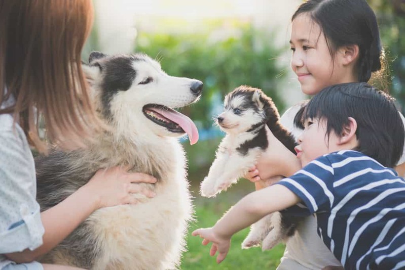 愛猫・愛犬へのおすすめプレゼントを集めました！大切なペットの誕生日や記念日に心のこもったギフトを贈ろう