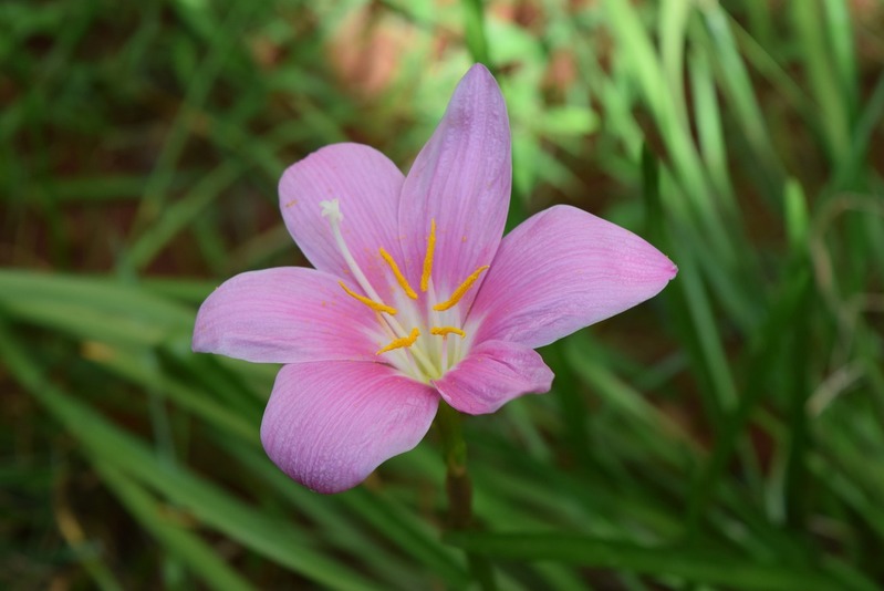 ゼフィランサスとはいつ咲く花?その花言葉は?