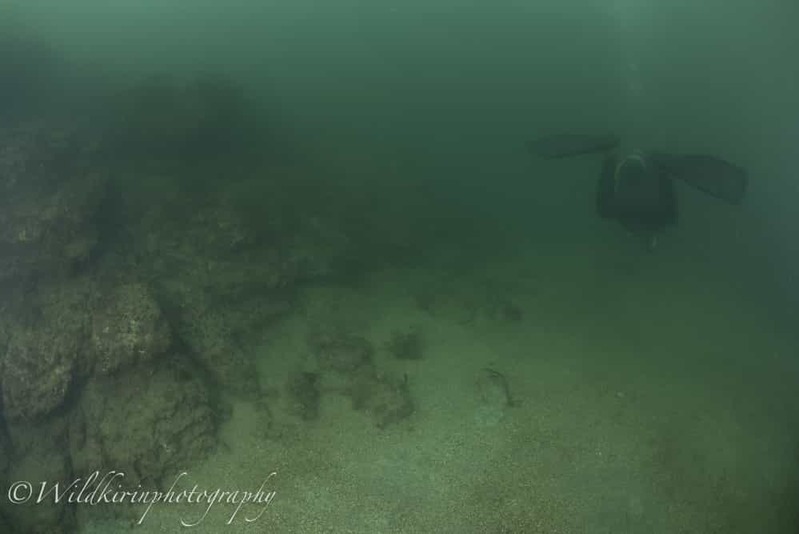 神奈川・三浦のセルフダイビングコースの見どころ -フォト派向け！ナビがしやすい海-