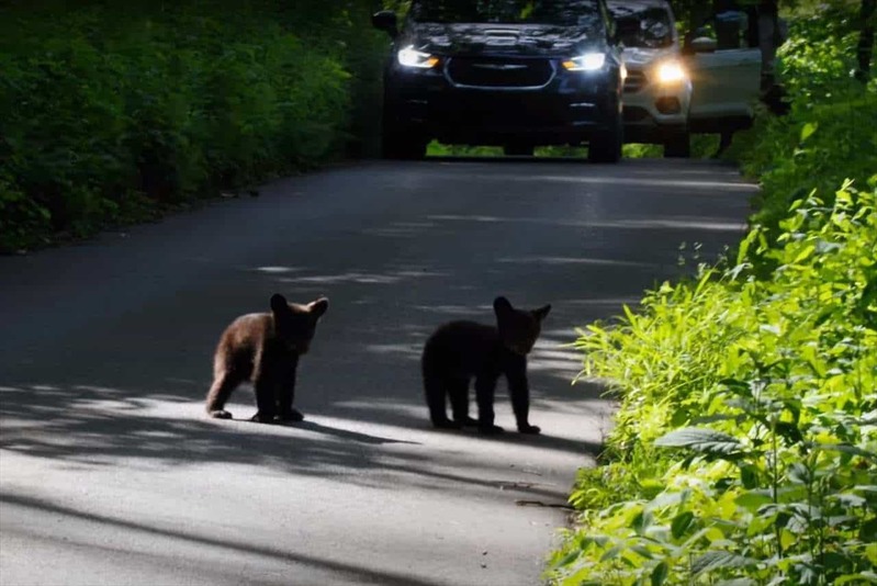 トンデモナイ理由で通行止めになった道路。その道路のど真ん中にいたのは・・【アメリカ・動画】