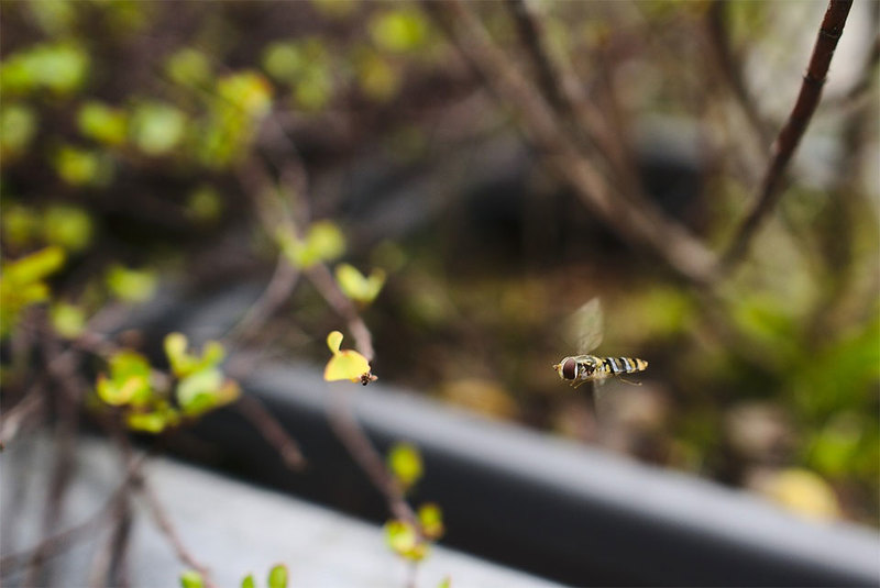 腫れや痛みが治まらない！山で虫にさされた時の対処法