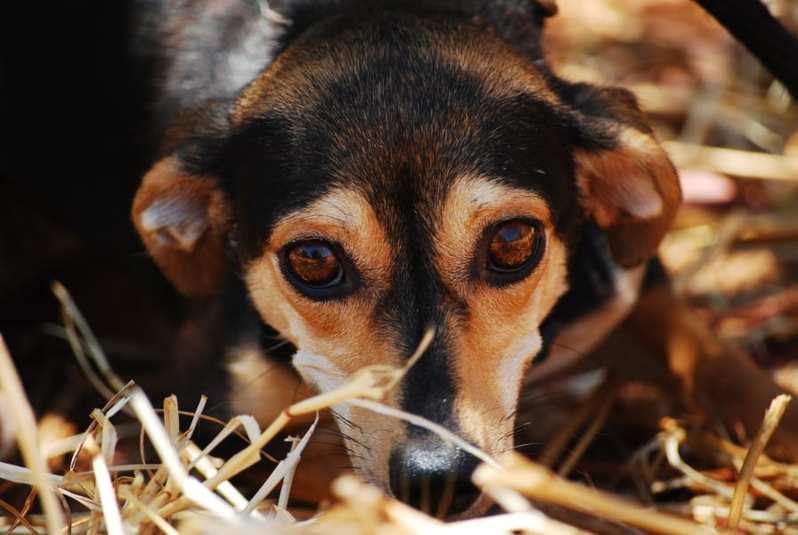 犬が見る世界には赤がない?!　人間と犬の見え方の違いとは