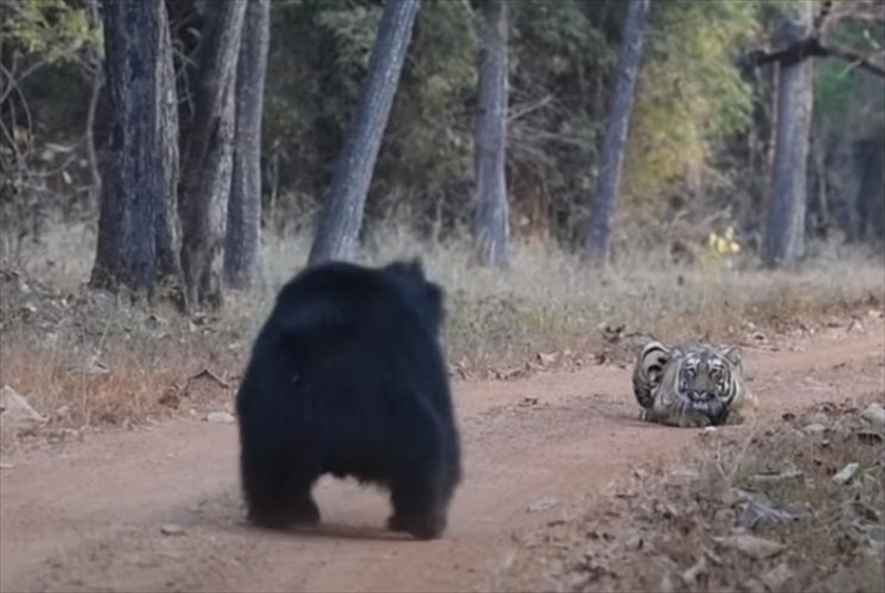 クマとトラが対峙した緊迫の瞬間。クマが立ち上がり威嚇しますが・・・、なんだかトラのリアクションが思っていたより薄いような？