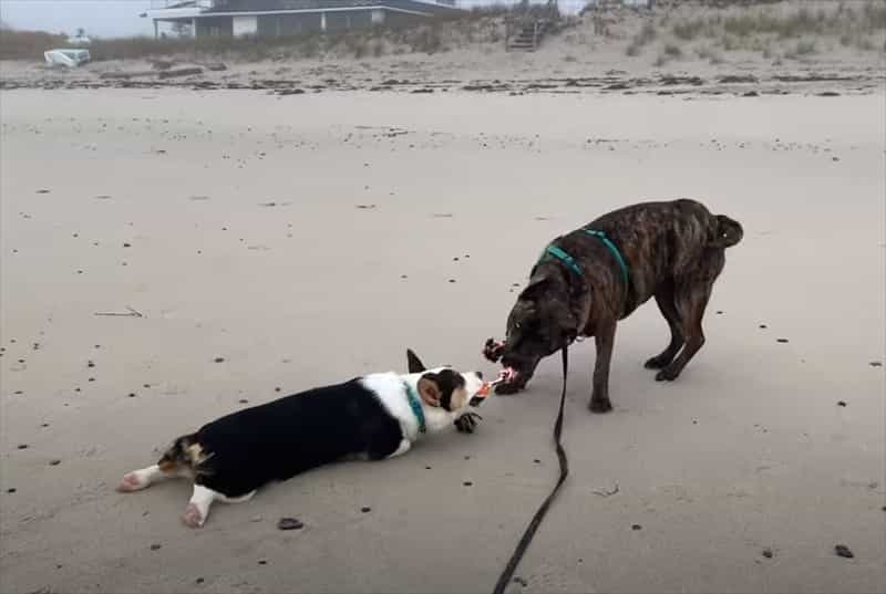 犬たちが繰り広げたオモチャをめぐる、一歩も譲らない戦い！どれだけ引きずられてもはなさない執念には脱帽です！！