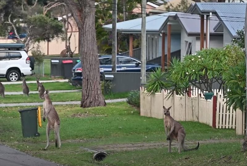 近くで観戦されるのは嫌だった？取っ組み合いをしていたカンガルー。そばに車が停まると・・・、白熱の戦いを停止してしまいました