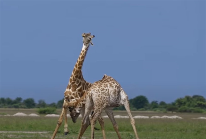 アフリカの広大な草原の中繰り広げられていたのは、キリン同士のガチンコ勝負！！特徴的な長い首をしならせてぶつけ合うその戦いはド迫力！！